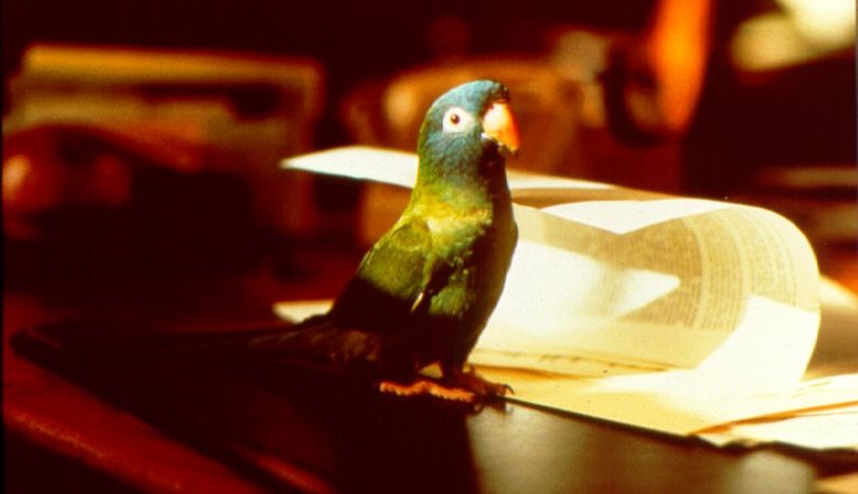 film paulie le perroquet qui parlait trop