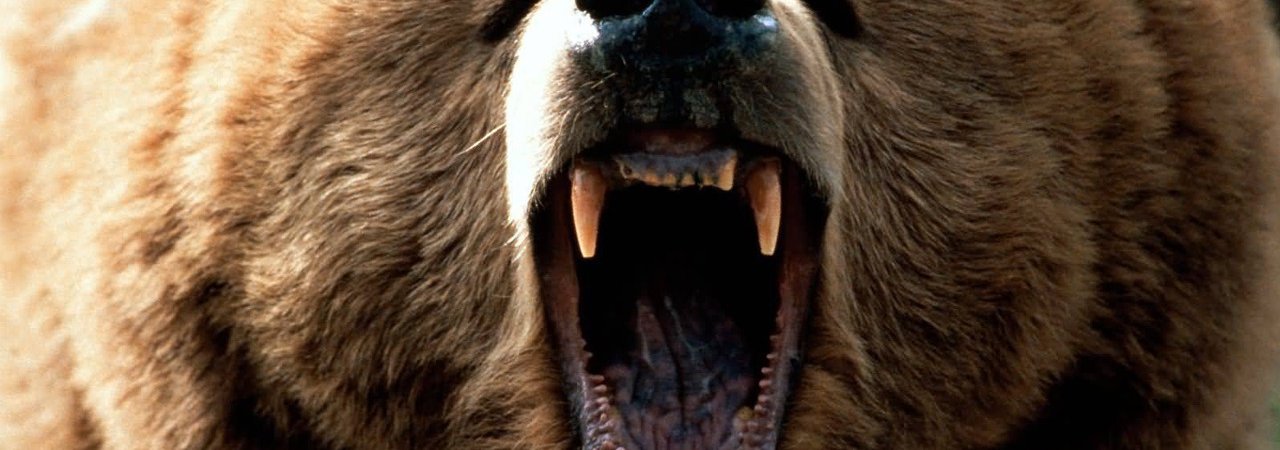 Grizzly Le Monstre De La Forêt Grizzly le monstre de la foret : Le film