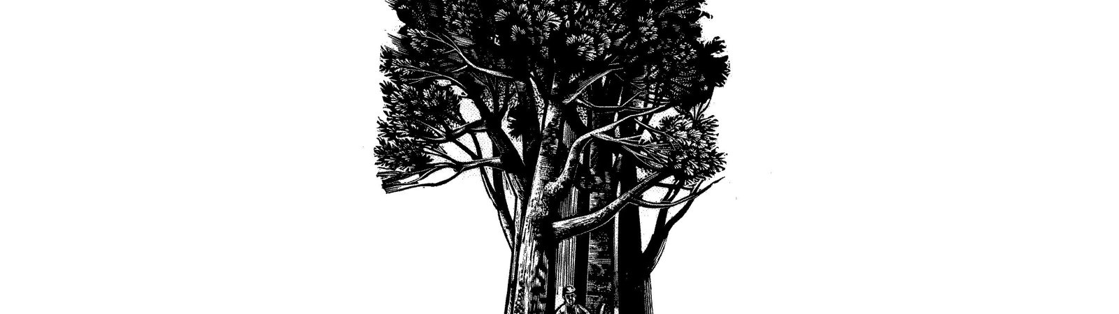L Homme Qui Plantait Des Arbres Bande Annonce L'homme qui plantait des arbres : Le film