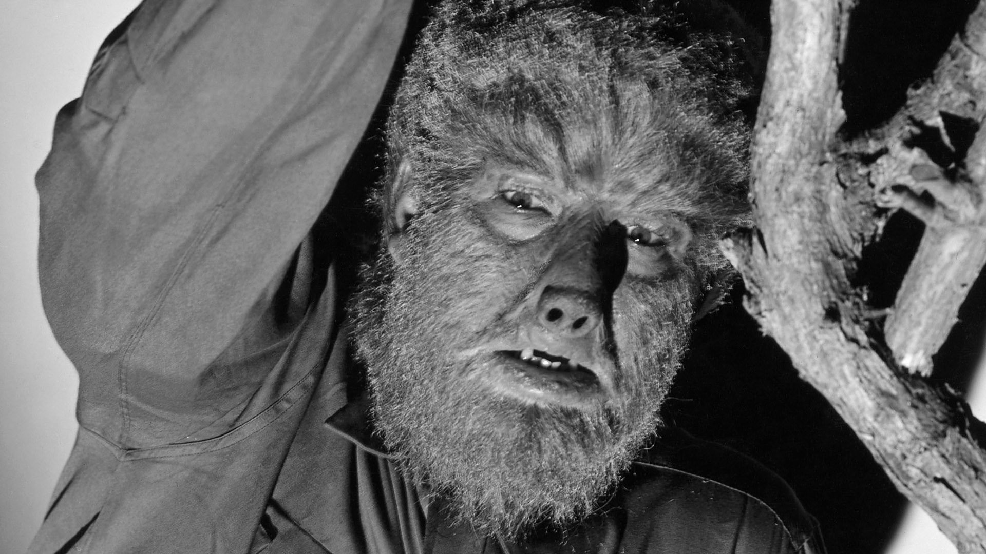 Les Loups Du Millénaire Film Complet Le loup garou : Les photos