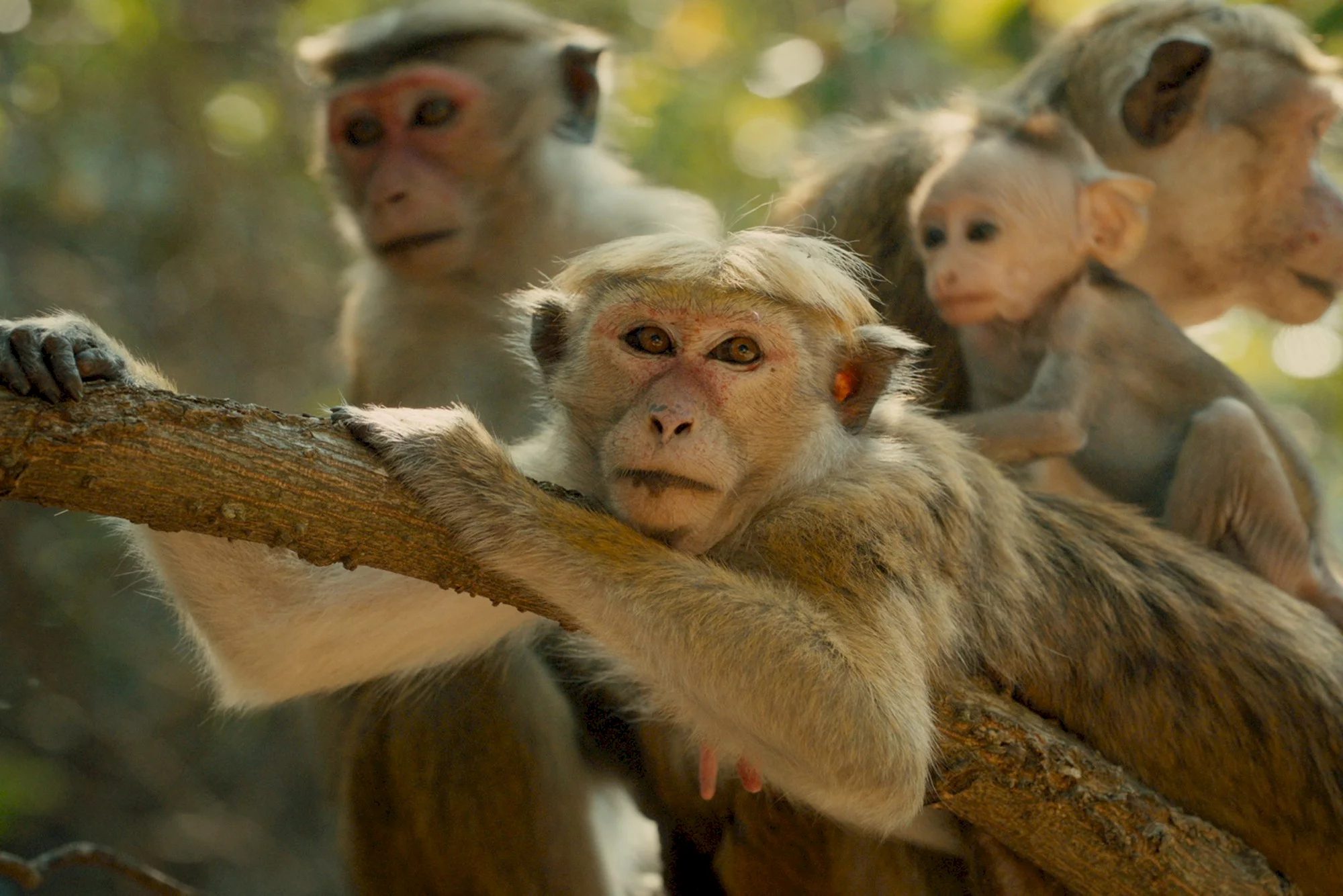 Photo 3 du film : Au royaume des singes