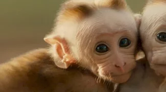 Affiche du film : Au royaume des singes