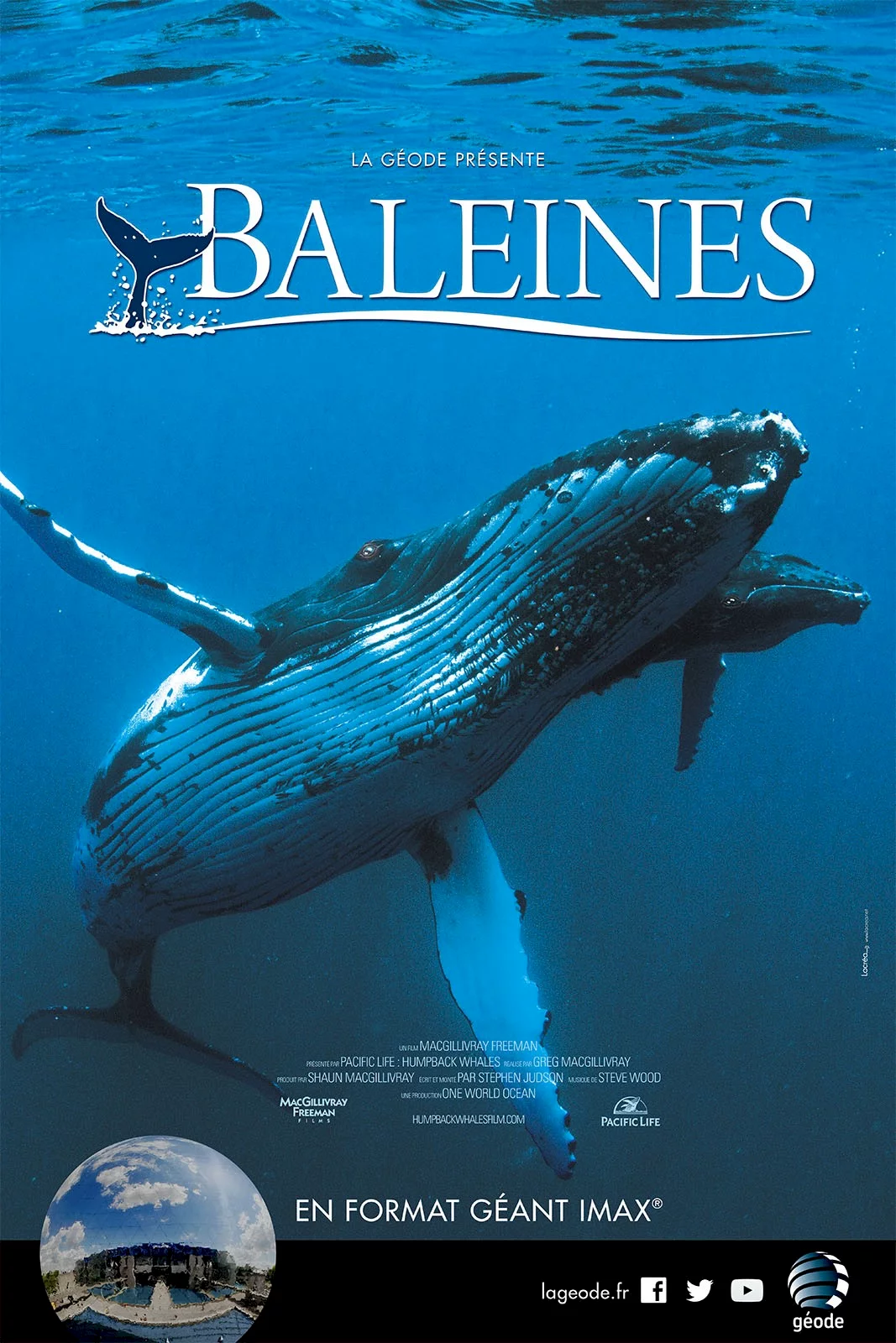 Photo 1 du film : Baleines