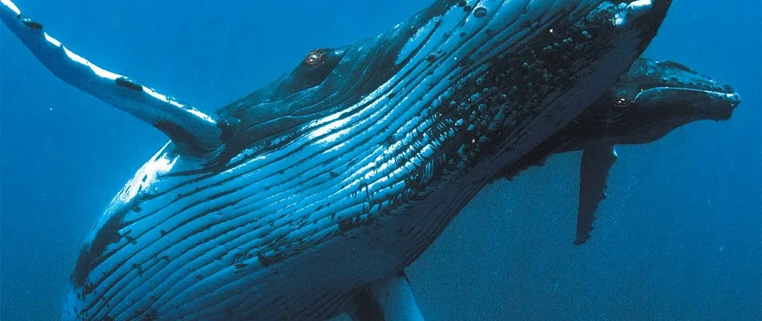 Photo du film : Baleines