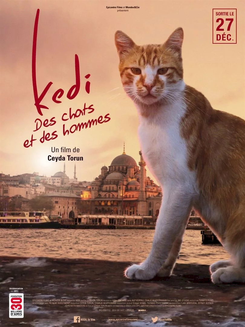 Photo du film : Kedi : des chats et des hommes