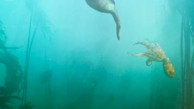 Photo du film : La Sagesse de la pieuvre