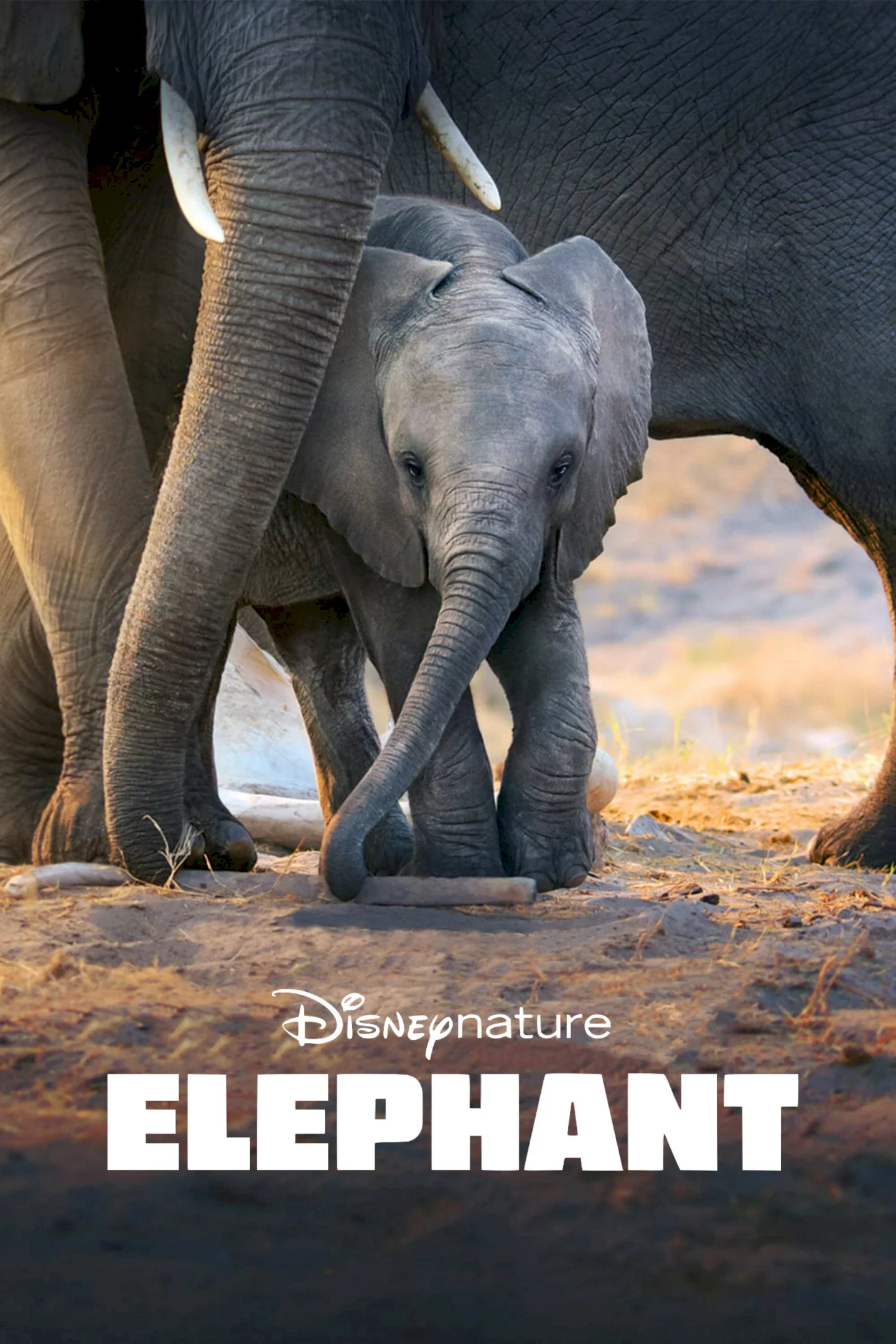 Photo 1 du film : Elephants