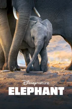 Affiche du film = Elephants