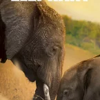 Photo du film : Elephants
