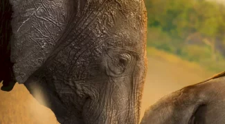 Affiche du film : Elephants