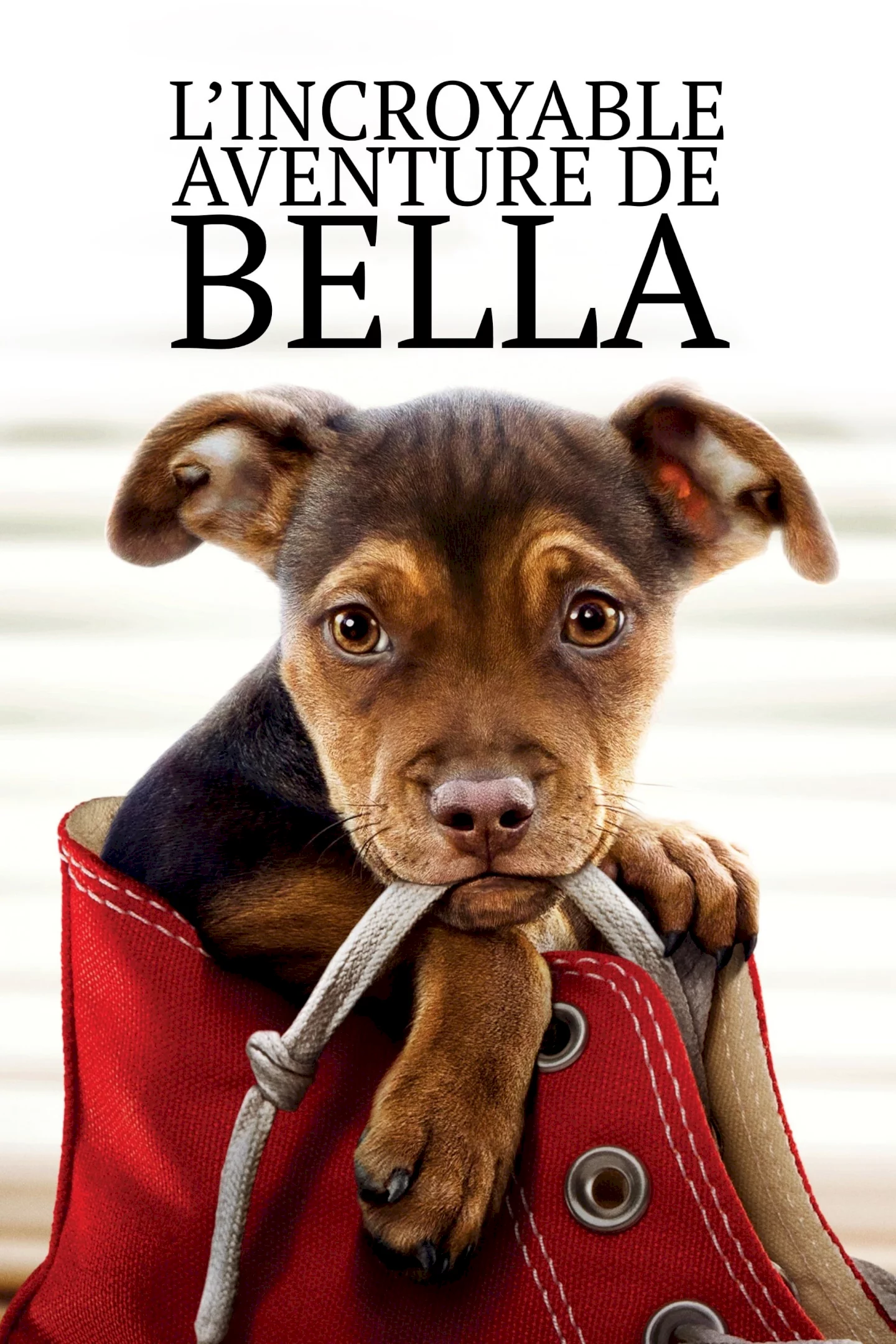 Photo 4 du film : L'incroyable aventure de Bella