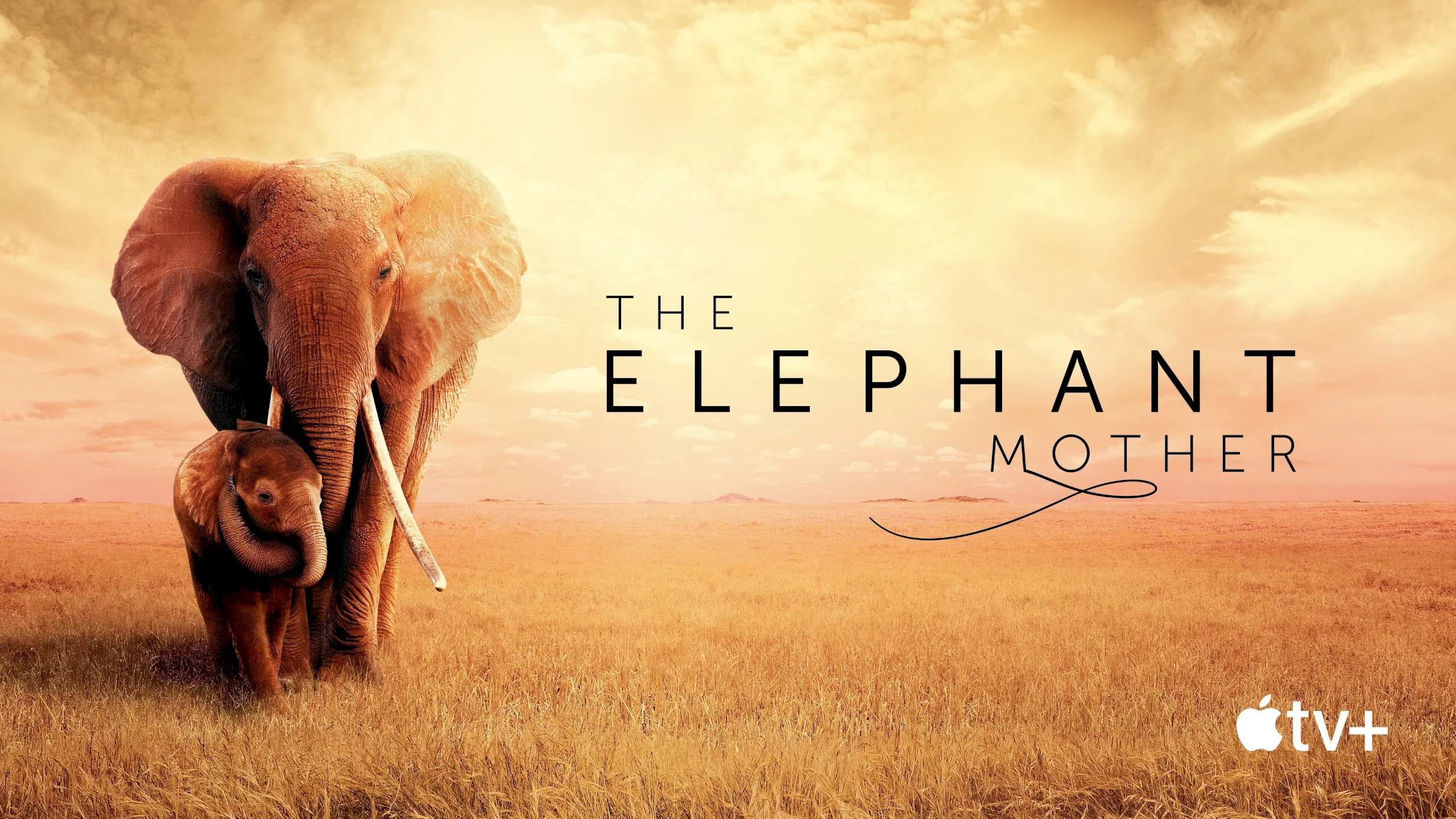 Photo 1 du film : The Elephant Mother