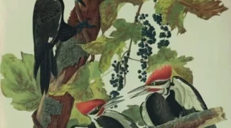 Affiche du film : Birds of America
