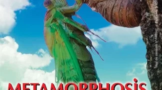 Affiche du film : Metamorphosis, la lutte pour la vie