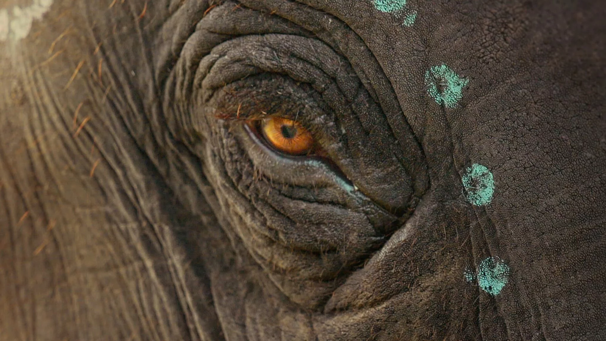 Photo 3 du film : Ceux qui murmuraient à l’oreille de l’éléphanteau