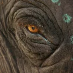 Photo du film : Ceux qui murmuraient à l’oreille de l’éléphanteau