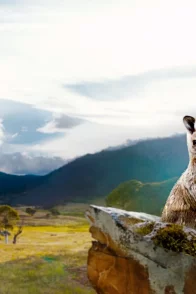 Affiche du film : La Vallée de Kangourous