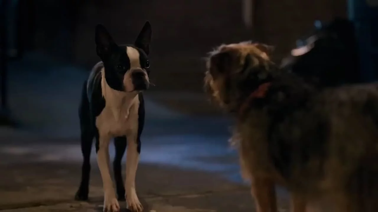Photo 3 du film : Backstreet Dogs