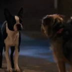 Photo du film : Backstreet Dogs