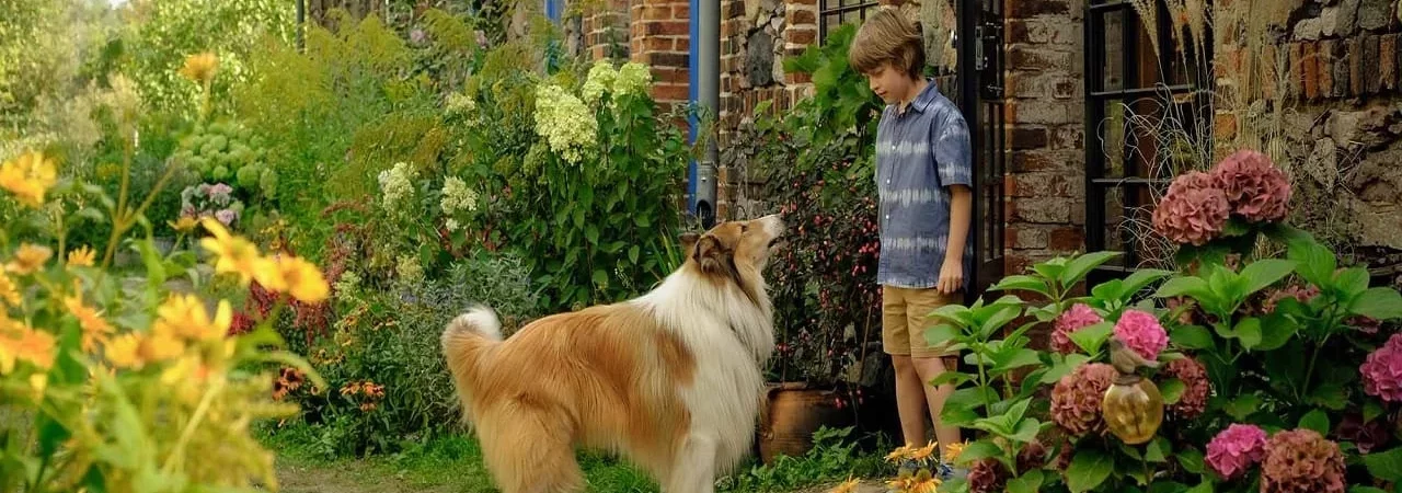 Photo du film : Lassie - Ein neues Abenteuer
