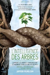 Affiche du film : L'Intelligence des arbres