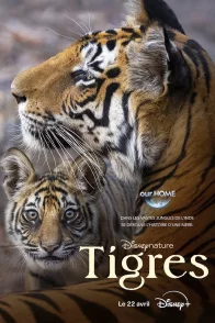 Affiche du film : Tigres