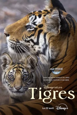 Affiche du film Tigres