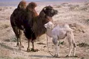 Photo 3 du film : L'histoire du chameau qui pleure