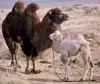 Photo du film : L'histoire du chameau qui pleure