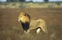 Photo 2 du film : Lions : combat de rois au kalahari
