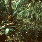 Photo du film : Tropical malady