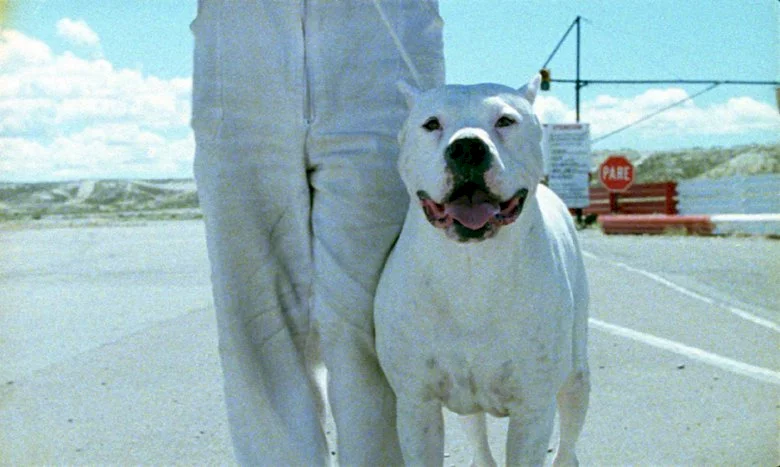 Photo 10 du film : Bombon el perro