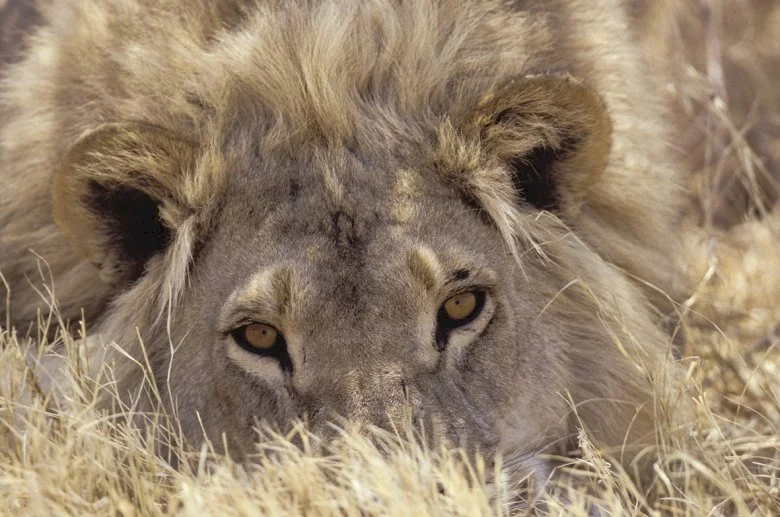Photo 3 du film : Lions : combat de rois au kalahari