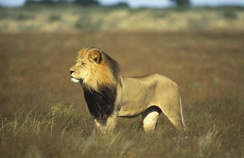 Photo 4 du film : Lions : combat de rois au kalahari