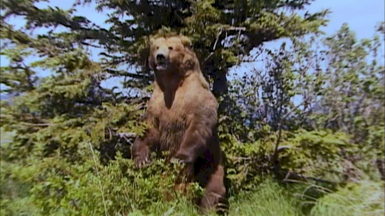 Photo 7 du film : Grizzly man