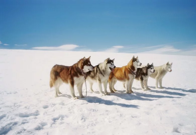 Photo du film : Antartica, prisonniers du froid