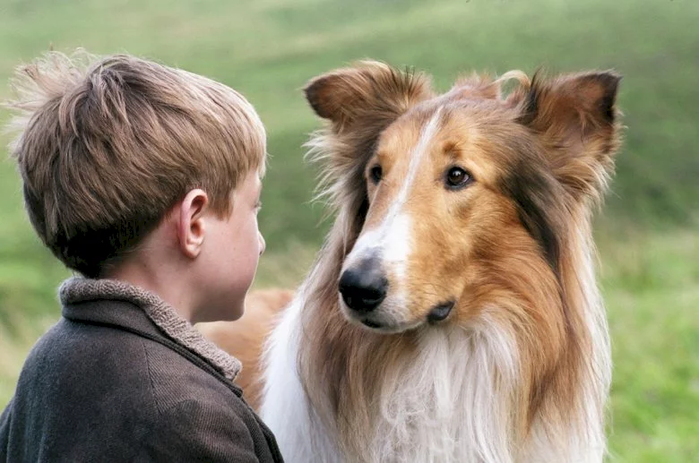 Photo 2 du film : Lassie