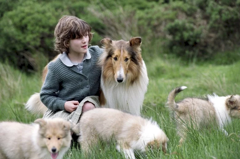 Photo 5 du film : Lassie