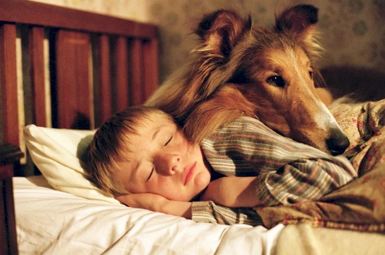 Photo 11 du film : Lassie