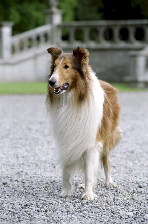 Photo 19 du film : Lassie