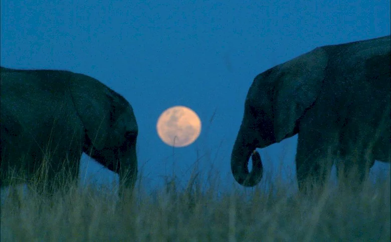 Photo 7 du film : La balade des elephants