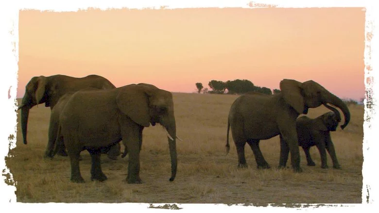 Photo 9 du film : La balade des elephants