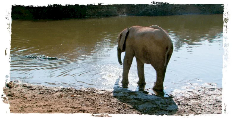 Photo 13 du film : La balade des elephants