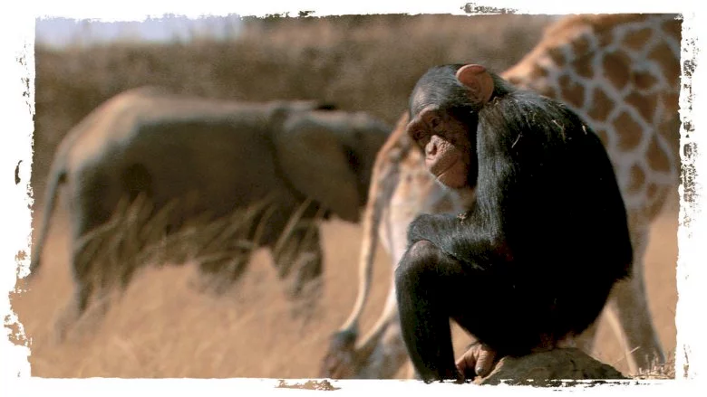 Photo du film : La balade des elephants
