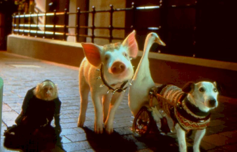 Photo 7 du film : Babe (le cochon dans la ville)