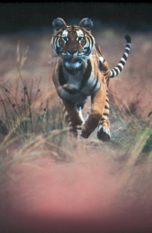 Photo 2 du film : L'Inde, royaume du tigre
