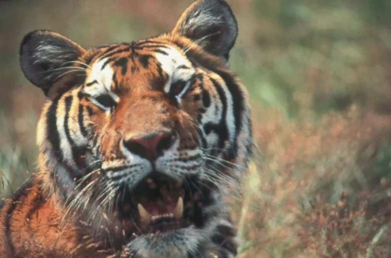 Photo 4 du film : L'Inde, royaume du tigre
