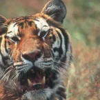 Photo du film : L'Inde, royaume du tigre