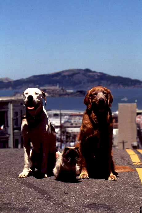 Photo du film : L'incroyable voyage à San Francisco