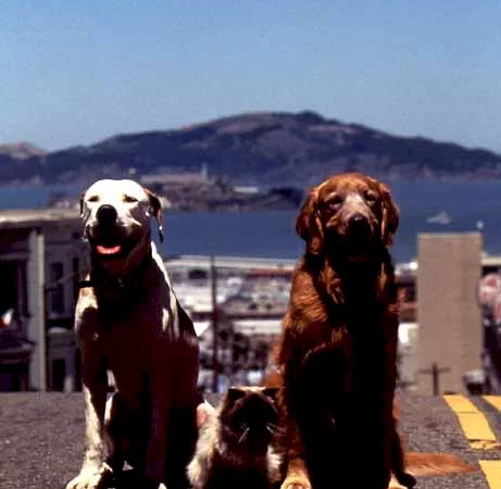 Photo du film : L'incroyable voyage à San Francisco